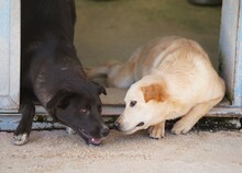 CAROLINA, Hund, Mischlingshund in Italien - Bild 11