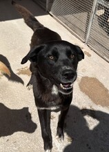 CAROLINA, Hund, Mischlingshund in Italien - Bild 2