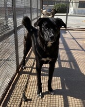 CAROLINA, Hund, Mischlingshund in Italien - Bild 3