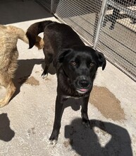 CAROLINA, Hund, Mischlingshund in Italien - Bild 4