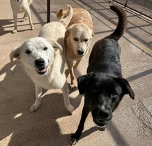 CAROLINA, Hund, Mischlingshund in Italien - Bild 5