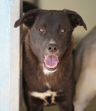 CAROLINA, Hund, Mischlingshund in Italien - Bild 6
