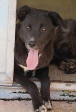 CAROLINA, Hund, Mischlingshund in Italien - Bild 7