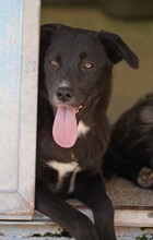 CAROLINA, Hund, Mischlingshund in Italien - Bild 8