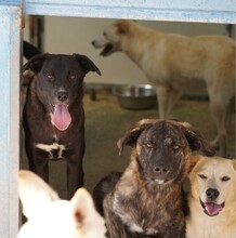 CAROLINA, Hund, Mischlingshund in Italien - Bild 9