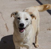 CARINA, Hund, Mischlingshund in Italien - Bild 1