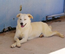 CARINA, Hund, Mischlingshund in Italien - Bild 3