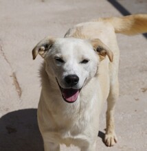 CARINA, Hund, Mischlingshund in Italien - Bild 4