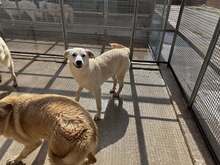 CARINA, Hund, Mischlingshund in Italien - Bild 6