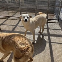 CARINA, Hund, Mischlingshund in Italien - Bild 7