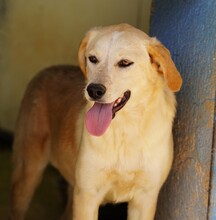 CIRANA, Hund, Mischlingshund in Italien - Bild 1