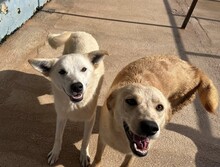 CIRANA, Hund, Mischlingshund in Italien - Bild 10