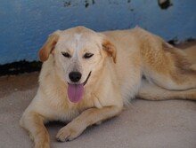 CIRANA, Hund, Mischlingshund in Italien - Bild 11