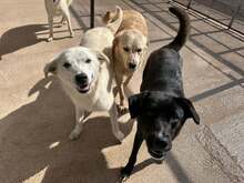 CIRANA, Hund, Mischlingshund in Italien - Bild 12