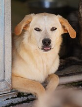 CIRANA, Hund, Mischlingshund in Italien - Bild 2