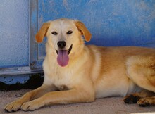 CIRANA, Hund, Mischlingshund in Italien - Bild 3