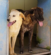 CIRANA, Hund, Mischlingshund in Italien - Bild 4