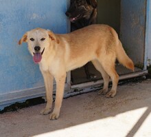 CIRANA, Hund, Mischlingshund in Italien - Bild 5