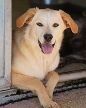 CIRANA, Hund, Mischlingshund in Italien - Bild 6
