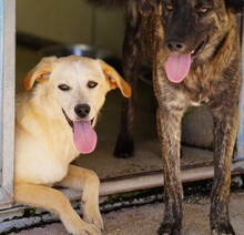 CIRANA, Hund, Mischlingshund in Italien - Bild 7