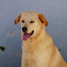 CIRANA, Hund, Mischlingshund in Italien - Bild 9