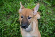 CHIPNR249147, Hund, Mischlingshund in Kroatien - Bild 1