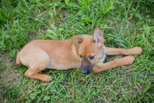 CHIPNR249147, Hund, Mischlingshund in Kroatien - Bild 2