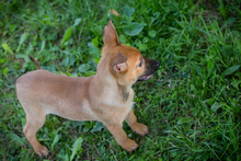 CHIPNR249147, Hund, Mischlingshund in Kroatien - Bild 3