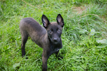 CHIPNR245694, Hund, Mischlingshund in Kroatien - Bild 1