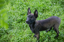 CHIPNR245694, Hund, Mischlingshund in Kroatien - Bild 3