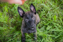CHIPNR245694, Hund, Mischlingshund in Kroatien - Bild 4