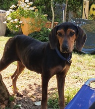 AGATA, Hund, Segugio Italiano-Mix in Italien - Bild 1