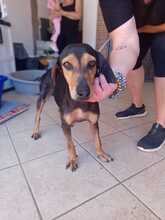 AGATA, Hund, Segugio Italiano-Mix in Italien - Bild 2