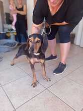 AGATA, Hund, Segugio Italiano-Mix in Italien - Bild 3