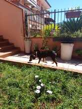 AGATA, Hund, Segugio Italiano-Mix in Italien - Bild 4