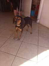 AGATA, Hund, Segugio Italiano-Mix in Italien - Bild 5