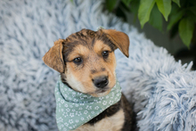 CHIPNR248943, Hund, Mischlingshund in Kroatien - Bild 2