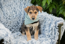 CHIPNR248943, Hund, Mischlingshund in Kroatien - Bild 3