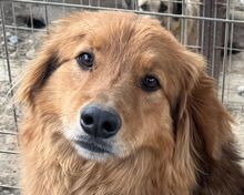 AYK, Hund, Mischlingshund in Rumänien - Bild 1