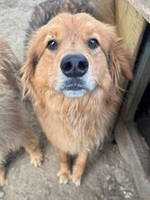 AYK, Hund, Mischlingshund in Rumänien - Bild 2