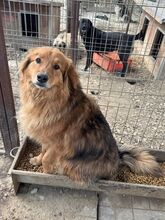 AYK, Hund, Mischlingshund in Rumänien - Bild 3