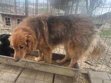 AYK, Hund, Mischlingshund in Rumänien - Bild 5