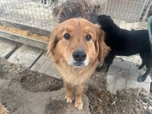 AYK, Hund, Mischlingshund in Rumänien - Bild 6