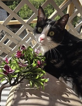 GANS, Katze, Europäisch Kurzhaar in Zypern - Bild 1