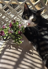 GANS, Katze, Europäisch Kurzhaar in Zypern - Bild 2