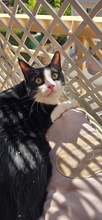 GANS, Katze, Europäisch Kurzhaar in Zypern - Bild 3