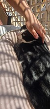 GANS, Katze, Europäisch Kurzhaar in Zypern - Bild 4