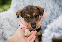 CHIPNR231736, Hund, Mischlingshund in Kroatien - Bild 1