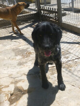 ALMOND, Hund, Mischlingshund in Bulgarien - Bild 2