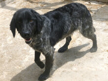 ALMOND, Hund, Mischlingshund in Bulgarien - Bild 3